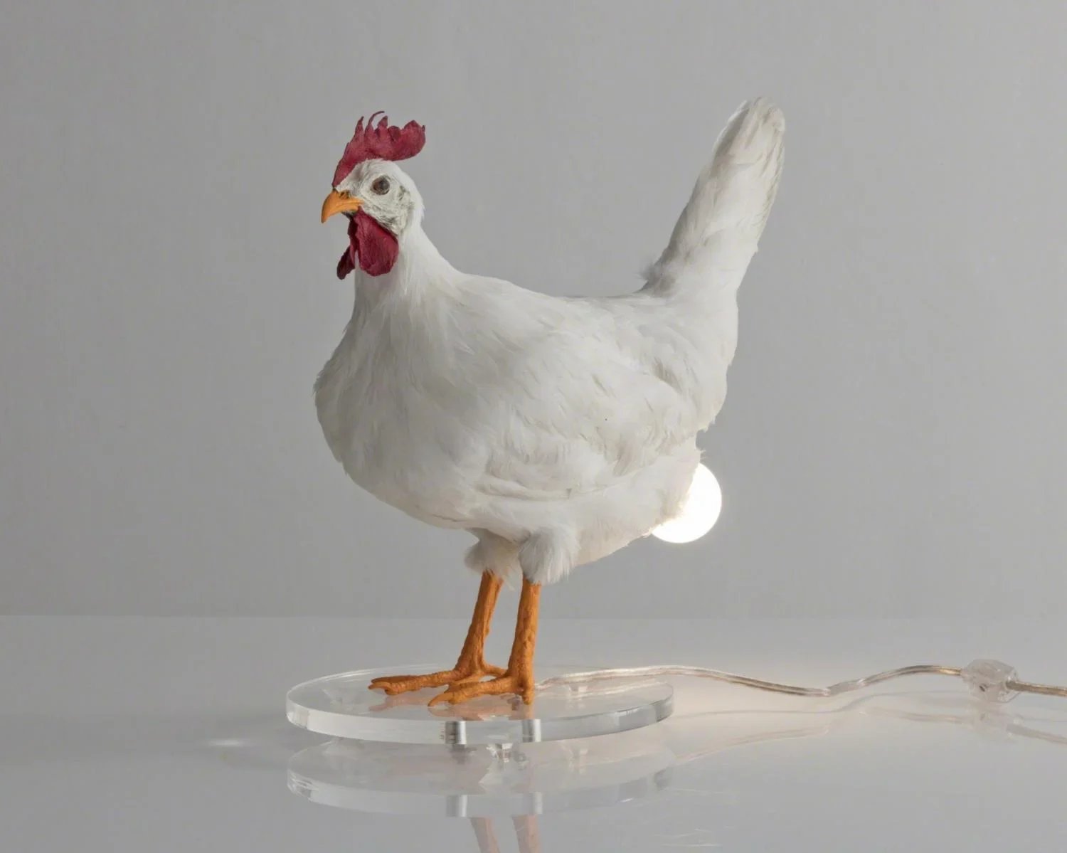 Taxidermy Chicken Egg Lamp Taxidermy Chicken Egg Lamp