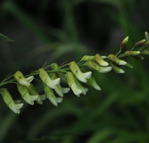 Natravor™ Herbal Mullein Lung Purifier