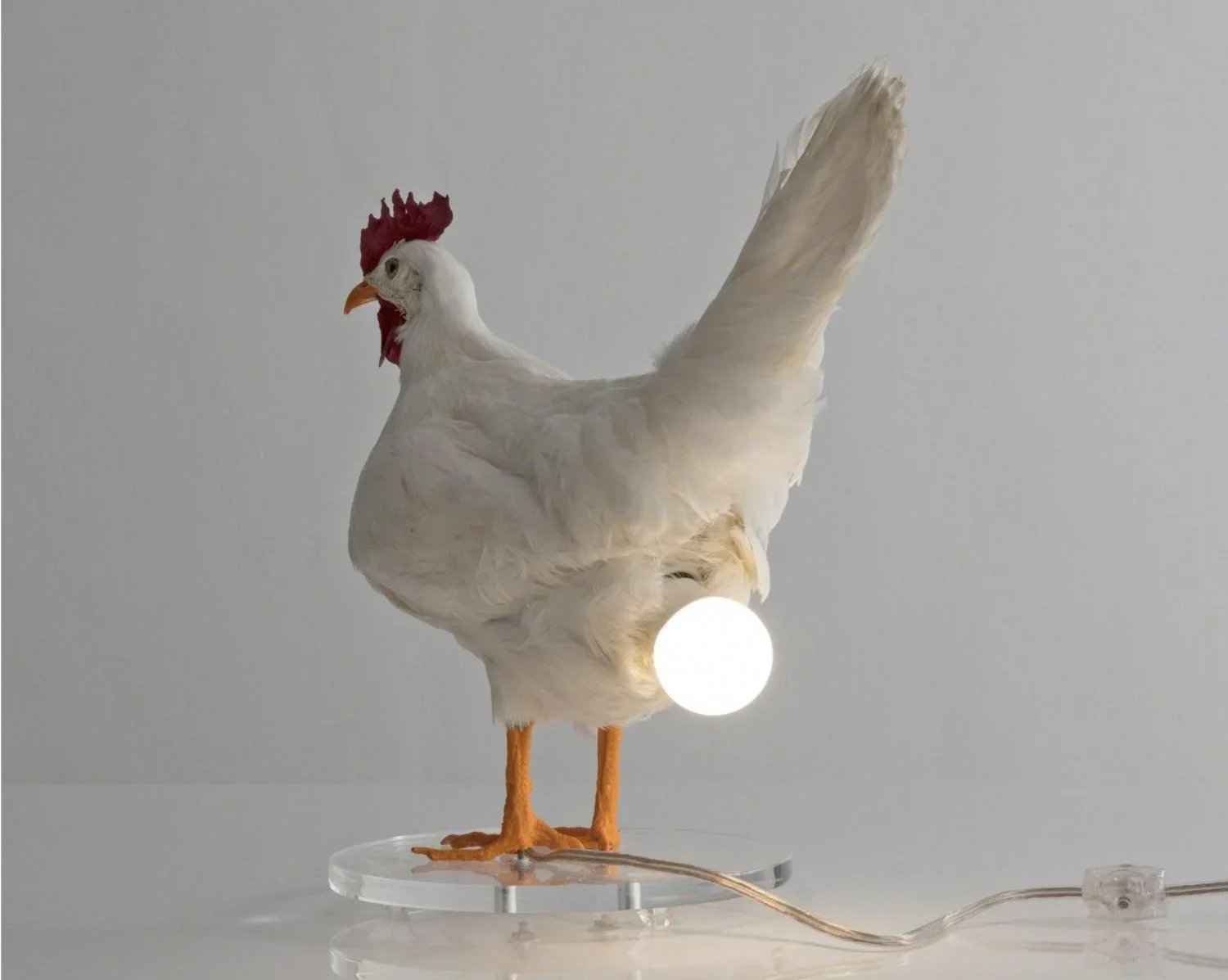 Taxidermy Chicken Egg Lamp Taxidermy Chicken Egg Lamp