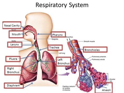 Natravor™ Herbal Mullein Lung Purifier