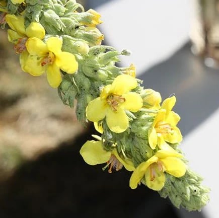 Natravor™ Herbal Mullein Lung Purifier