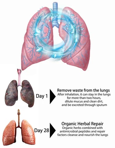 Natravor™ Herbal Mullein Lung Purifier