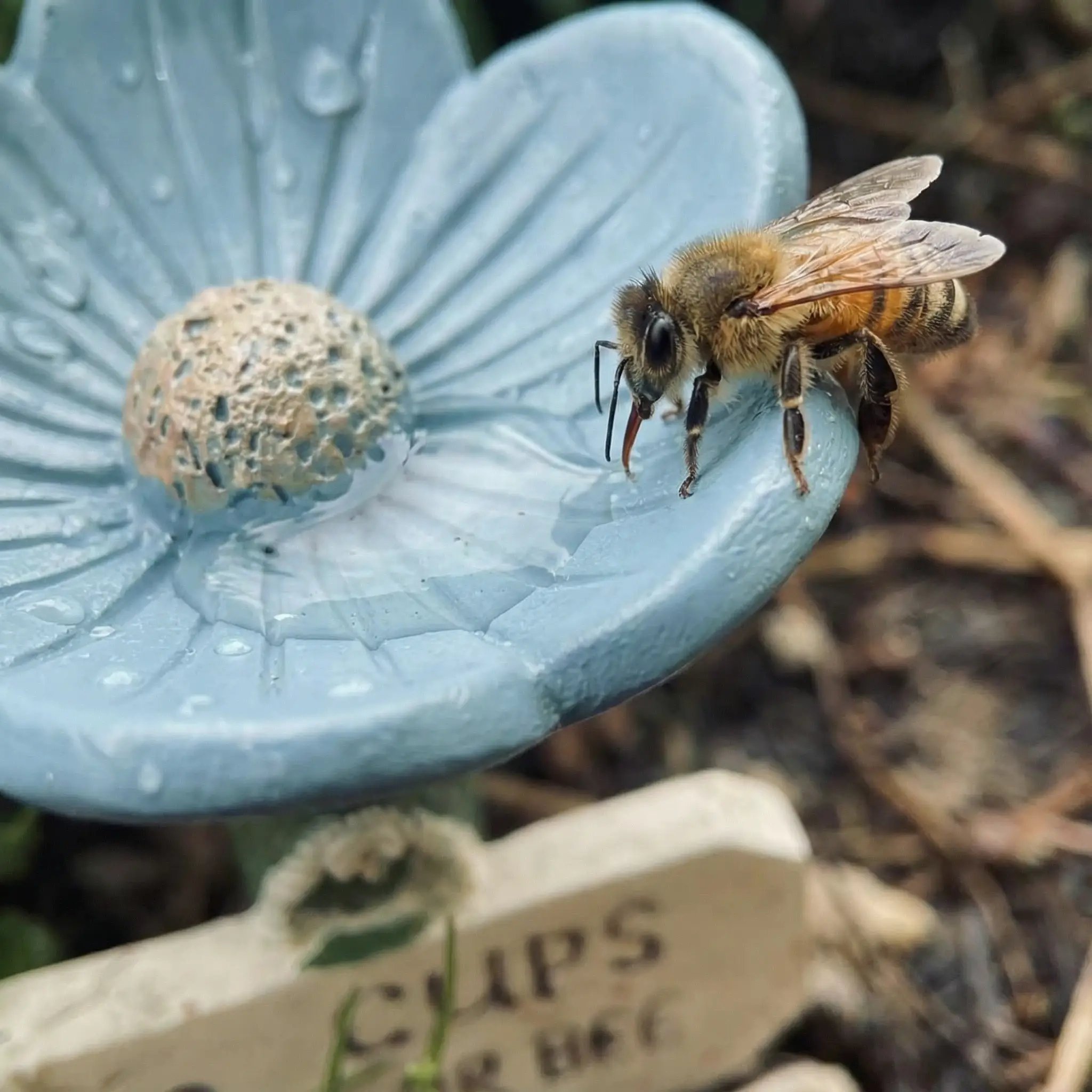 Flower-shaped bee feeder