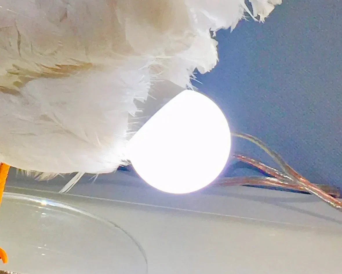 Taxidermy Chicken Egg Lamp Taxidermy Chicken Egg Lamp