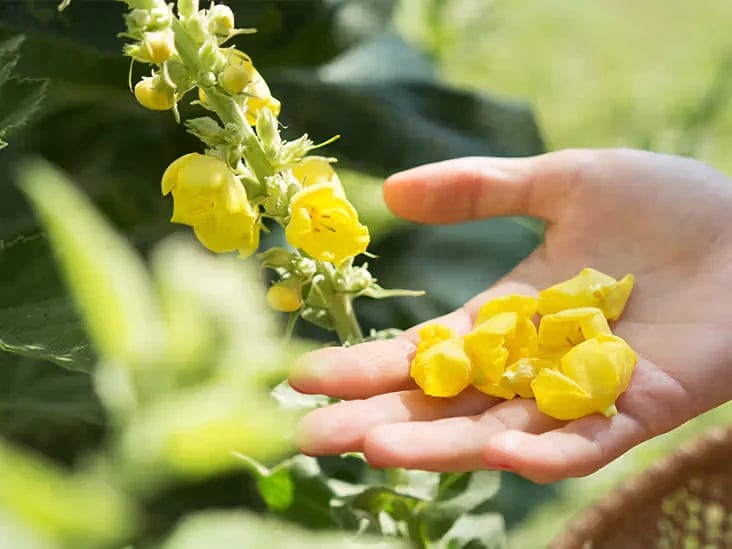 Natravor™ Herbal Mullein Lung Purifier