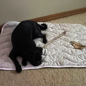 Reviewer Pet