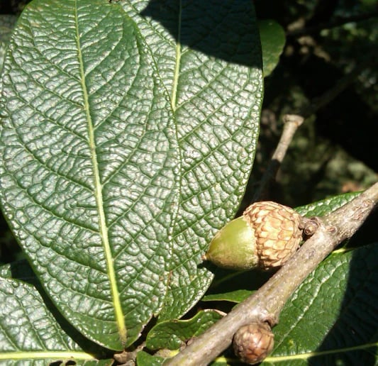 Natravor™ Herbal Mullein Lung Purifier