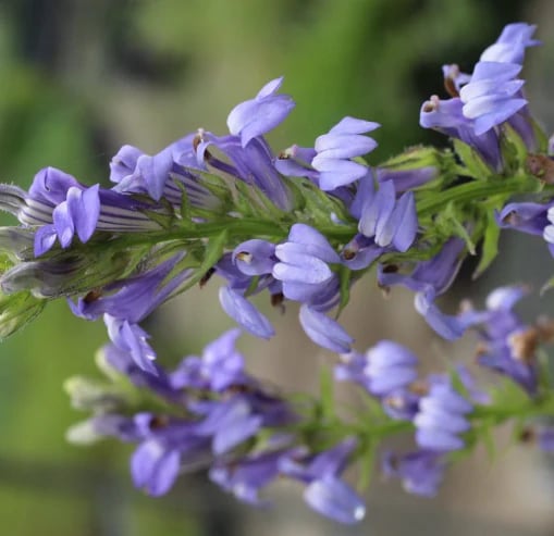 Natravor™ Herbal Mullein Lung Purifier